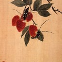惜缘果