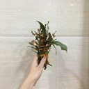 李长庚丶